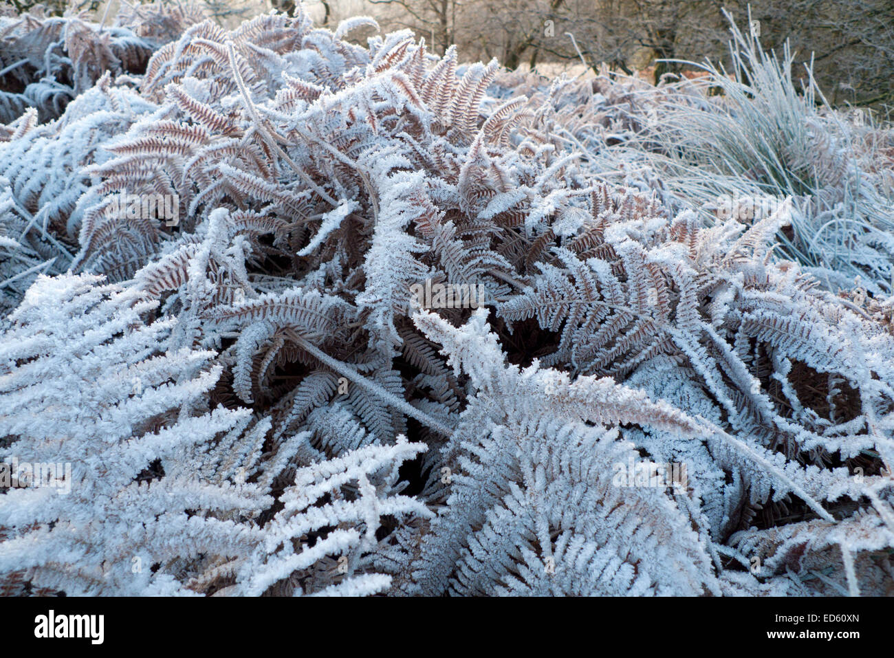 Bellissime foglie di felce salmastra ricoperte di gelo e neve nella fredda e nevosa mattina invernale a dicembre tempo prima di Natale nel Carmarthenshire Dyfed Wales Regno Unito Gran Bretagna KATHY DEWITT Foto Stock