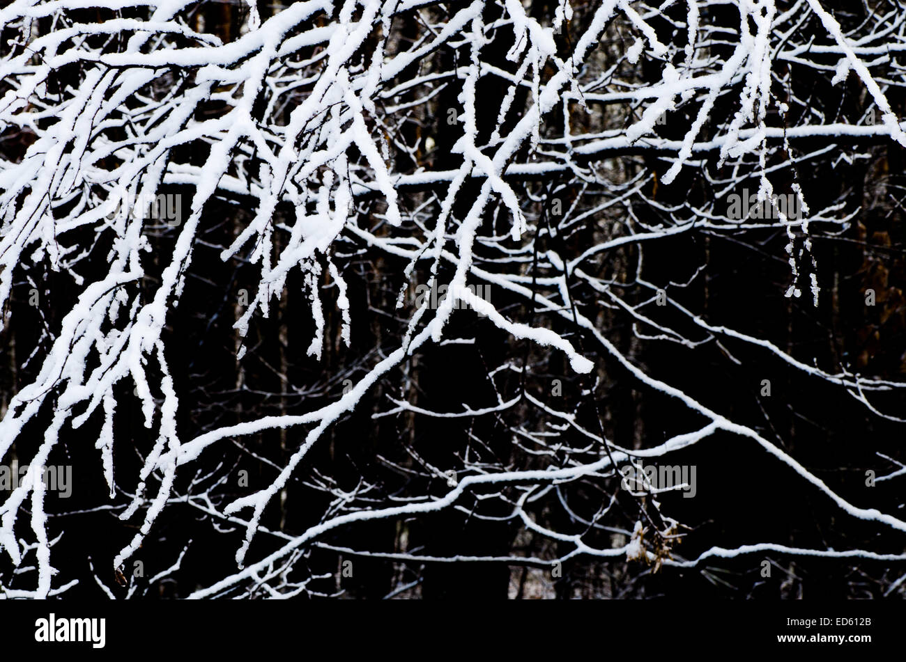 Rami di alberi coperti di neve nella foresta Foto Stock