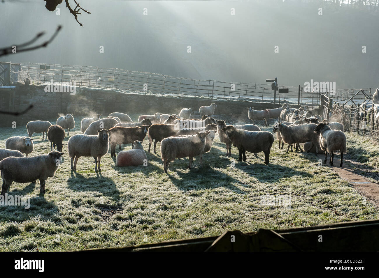 Pecore in un freddo inverno mattina Foto Stock