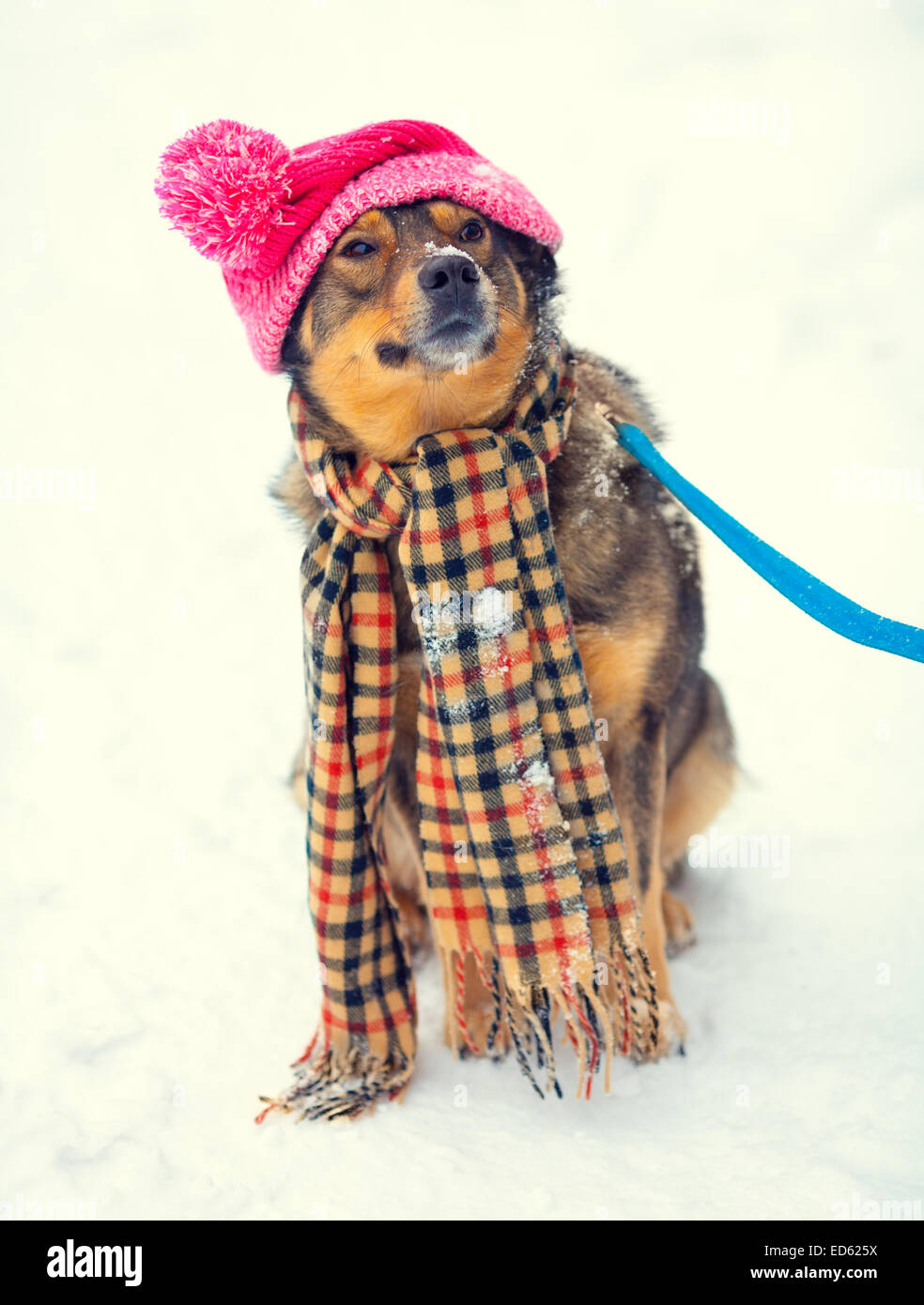 Cane indossando berretto lavorato a maglia con pompon e sciarpa passeggiate all'aperto in inverno Foto Stock