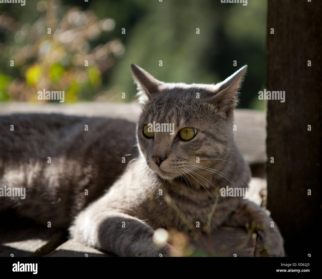 Primo piano di un gatto selvatico. Foto Stock