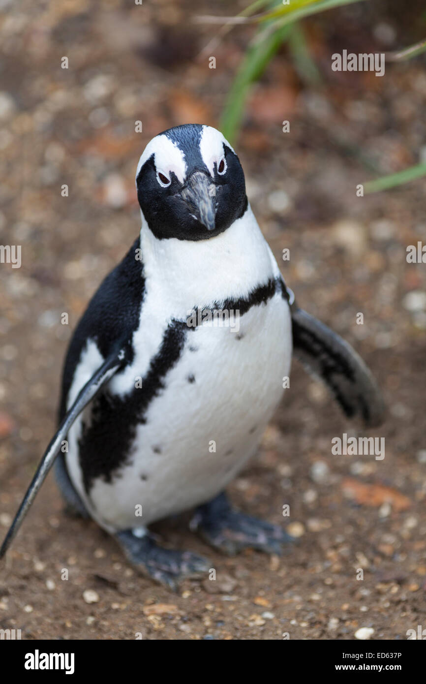 Lo Zoo Whipsnade: Africana penguin (Spheniscus demersus), noto anche come il jackass penguin e nero-footed pinguino. Foto Stock