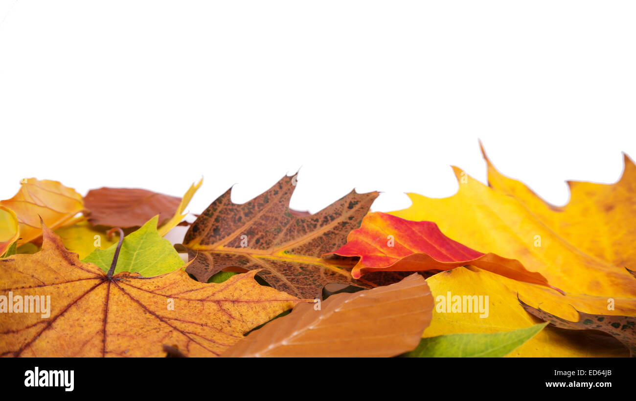 Foglie di autunno su sfondo bianco Foto Stock