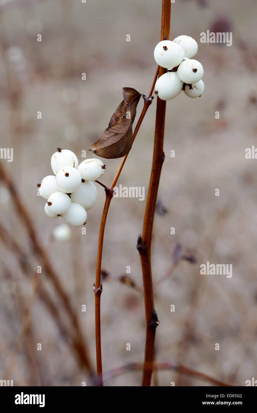 Macro di bianco snowberry frutti in inverno Foto Stock