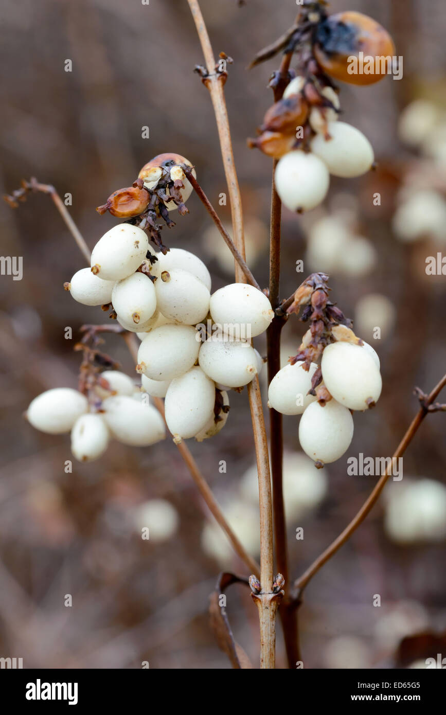 Macro di bianco snowberry frutti in inverno Foto Stock