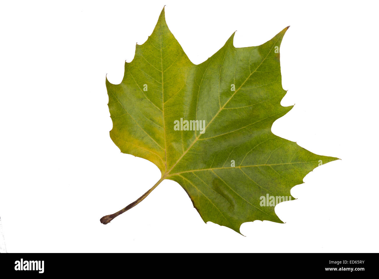 Foglia verde a inizio autunno (isolato) Foto Stock