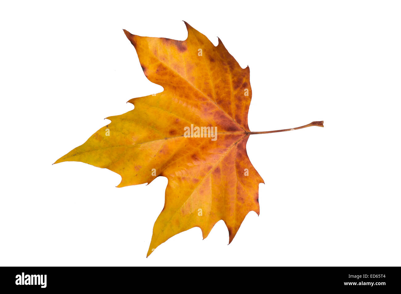 Orange autumn leaf su sfondo bianco Foto Stock