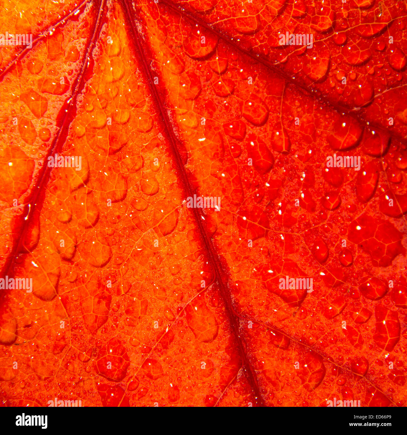 Autunno rosso foglia con gocce di pioggia (primo piano) Foto Stock