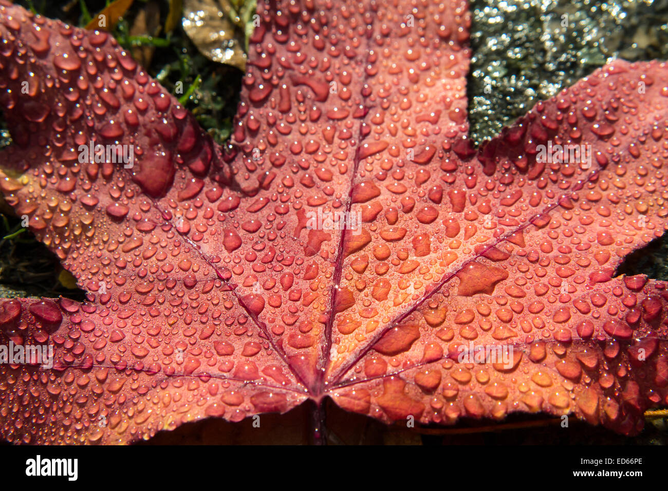 Autunno rosso foglia con gocce di pioggia Foto Stock