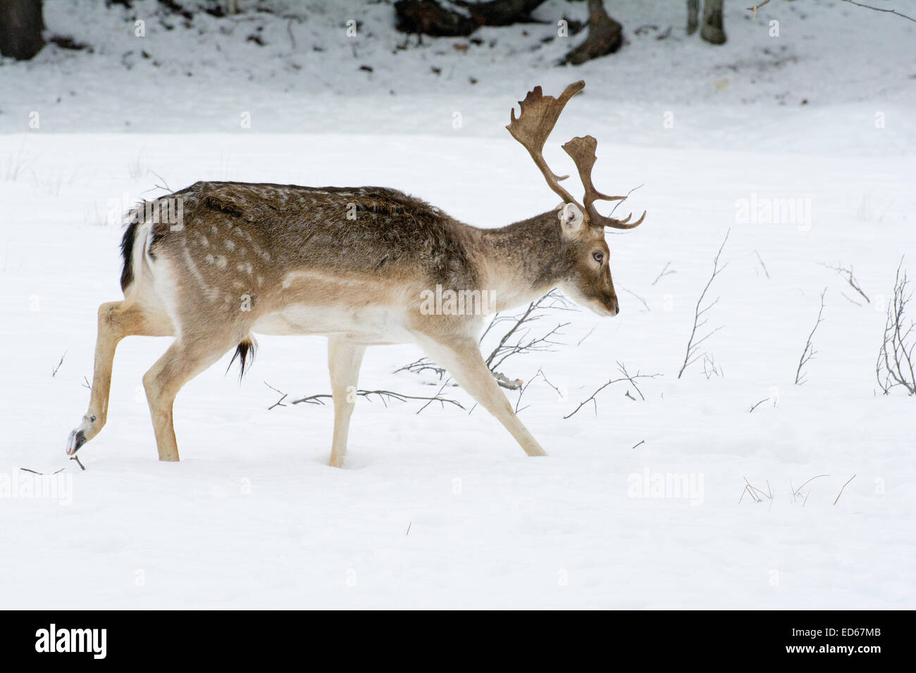 Un maschio di Daini in inverno a Omega Park. Foto Stock