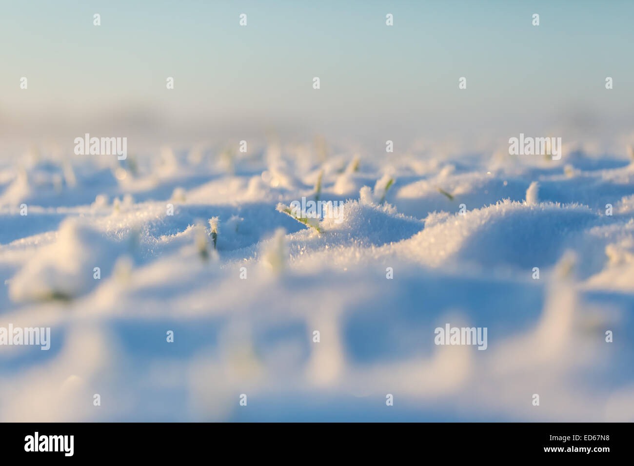 Close up di cavoli di segale sotto la prima neve Foto Stock