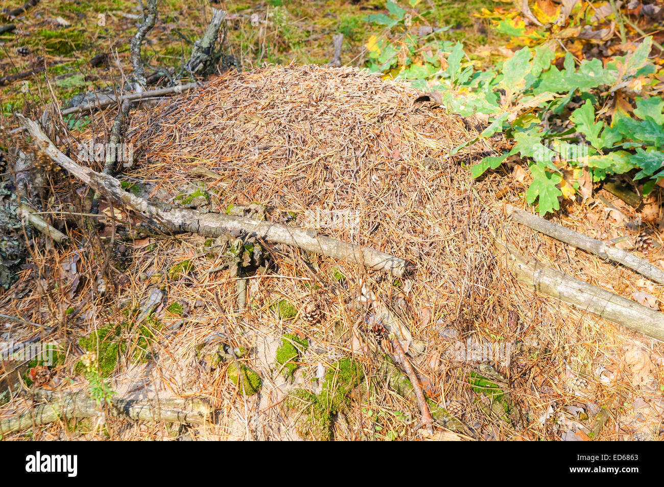 Nido di formiche di legno in una foresta Foto Stock