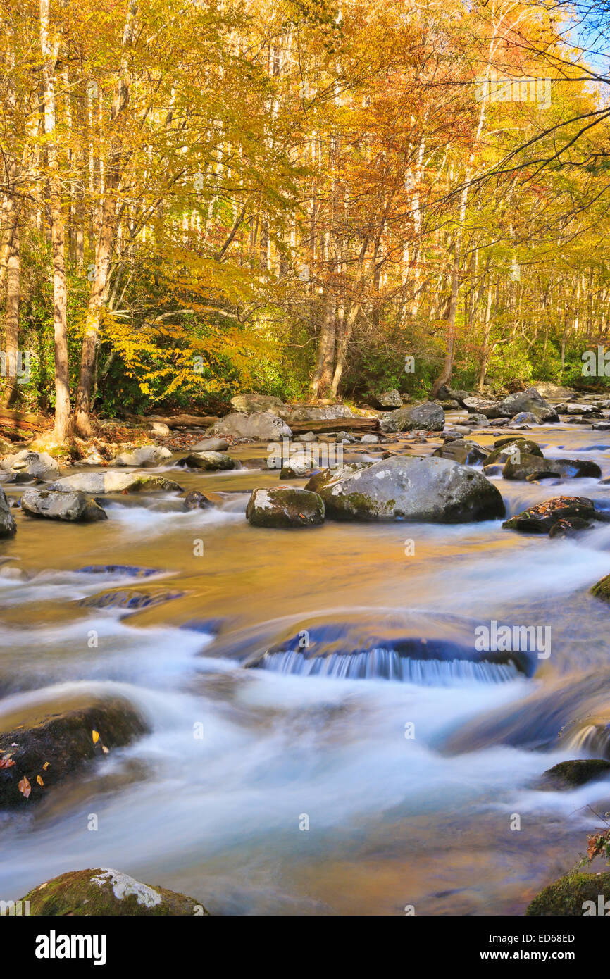 Piccolo fiume, poco River Trail, Elkmont, Great Smoky Mountains National Park, Tennessee, Stati Uniti d'America Foto Stock