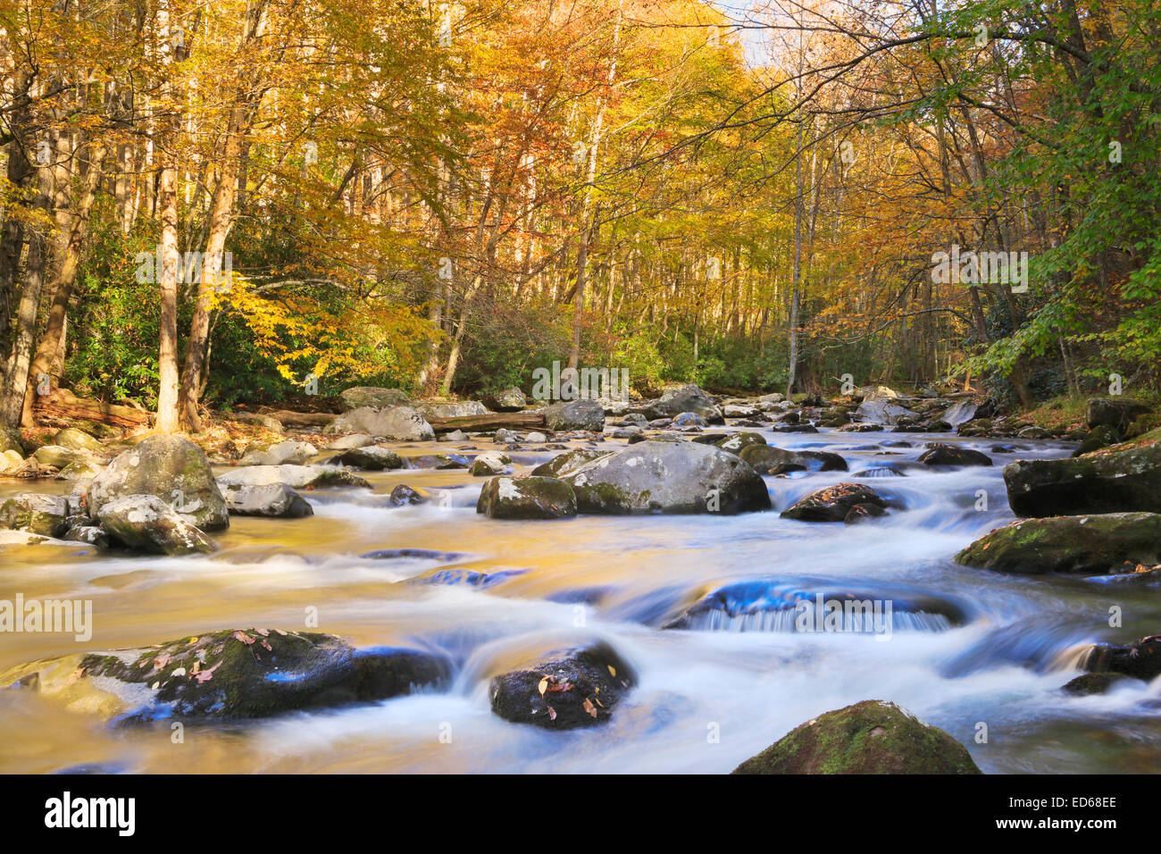 Piccolo fiume, poco River Trail, Elkmont, Great Smoky Mountains National Park, Tennessee, Stati Uniti d'America Foto Stock