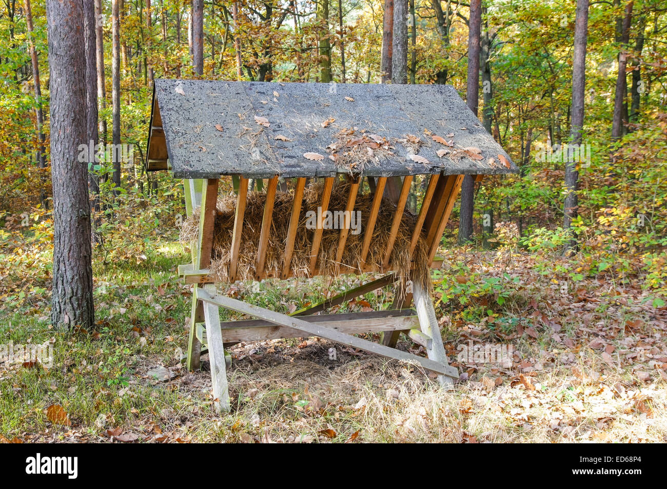 Animali selvatici alimentatore in una foresta autunnale Foto Stock