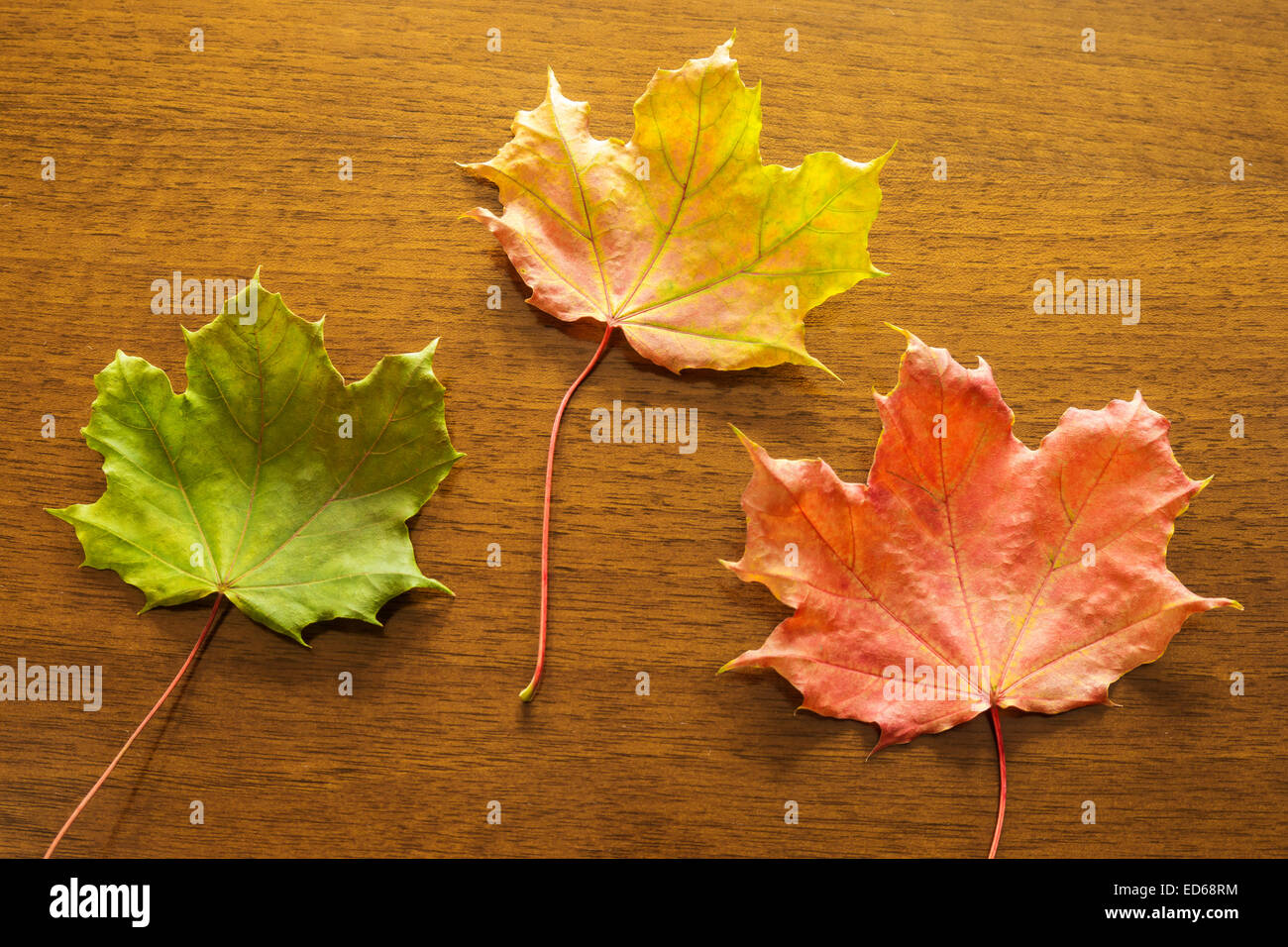 Foglie di autunno in diversi colori sul tavolo Foto Stock