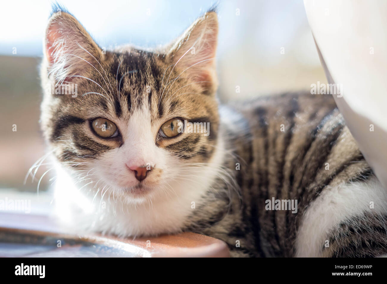 White Patched Tabby Kitten Cat in ambiente domestico Foto Stock