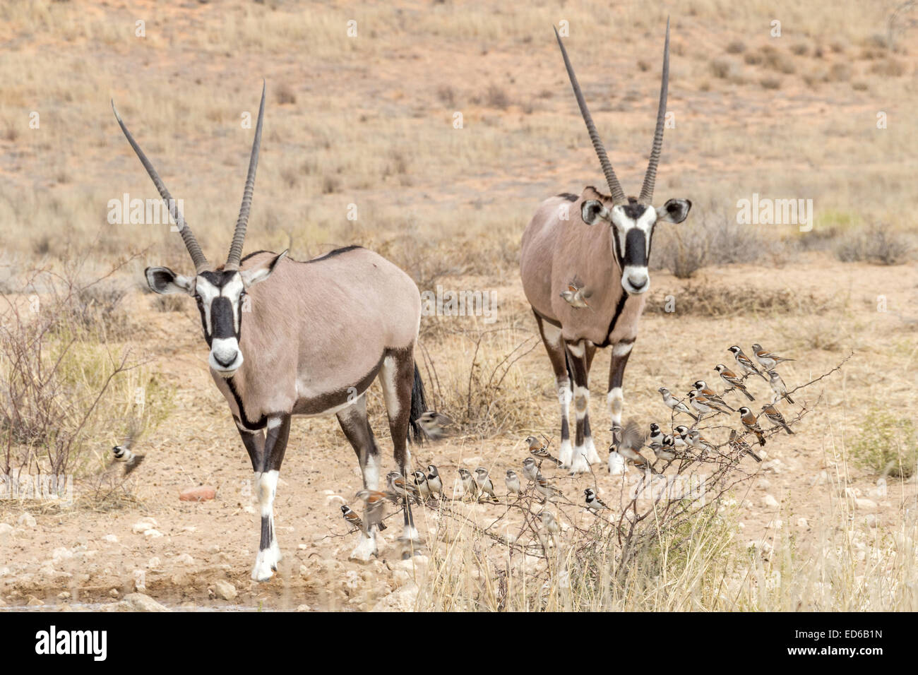 Oryx aka Gemsbok più passeri di Capo, Passer melanurus, Kgalagadi TransFrontier Park, Sudafrica Foto Stock