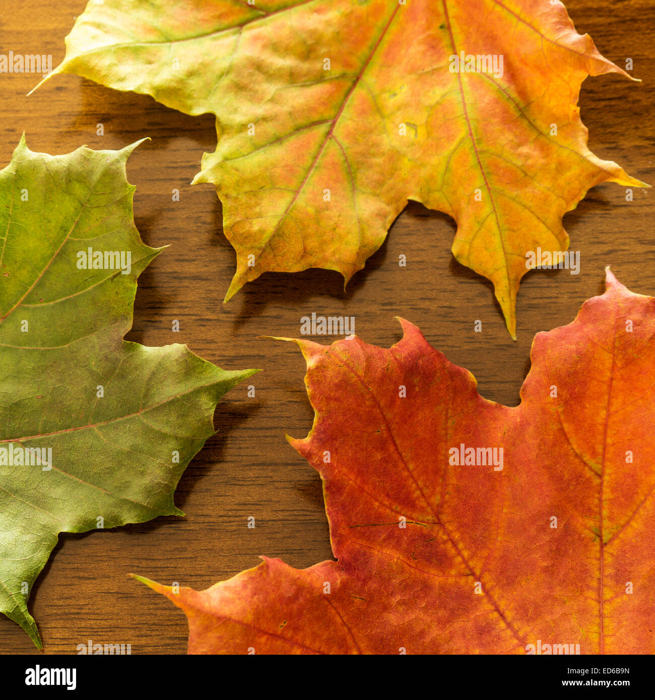 Foglie di autunno sul tavolo di legno Foto Stock