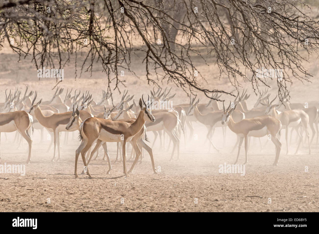 Mandria di Springbok, Kgalagadi TransFrontier Park, Sudafrica Foto Stock