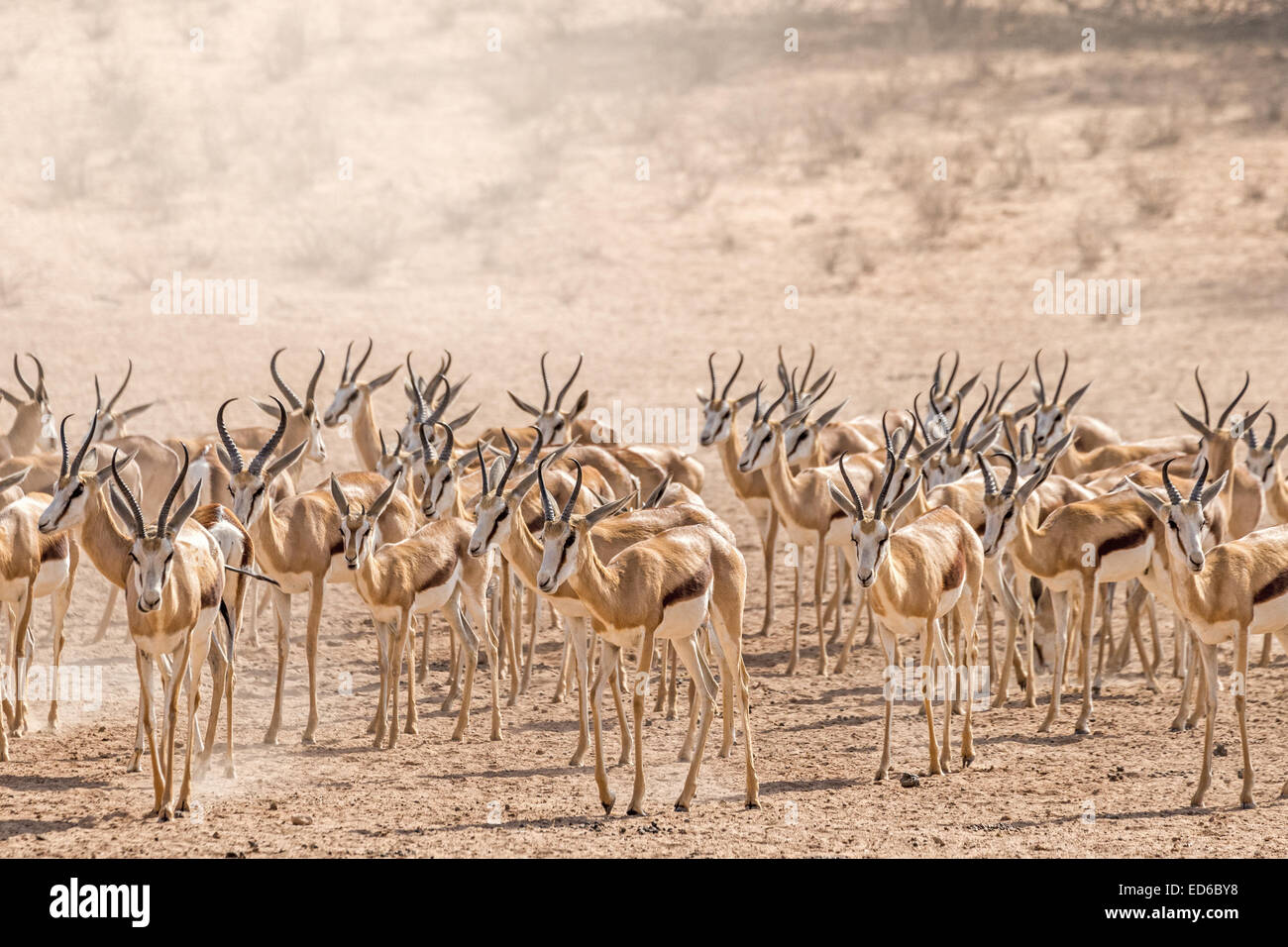 Mandria di Springbok, Kgalagadi TransFrontier Park, Sudafrica Foto Stock