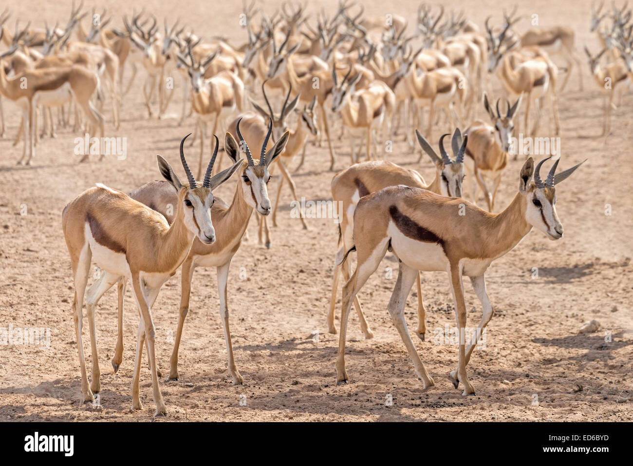 Mandria di Springbok, Kgalagadi TransFrontier Park, Sudafrica Foto Stock