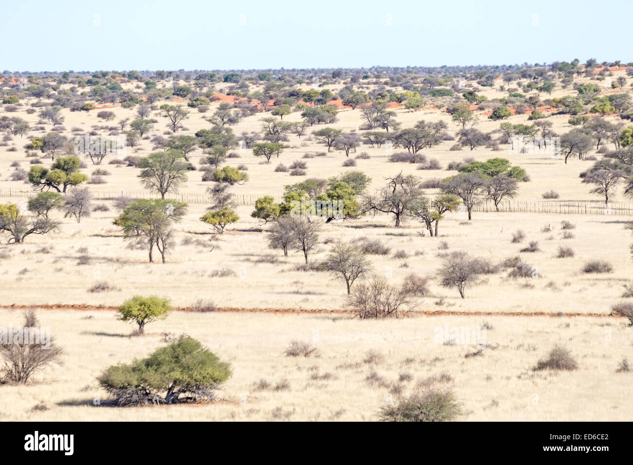Paesaggio, deserto di Kalahari, Namibia Foto Stock