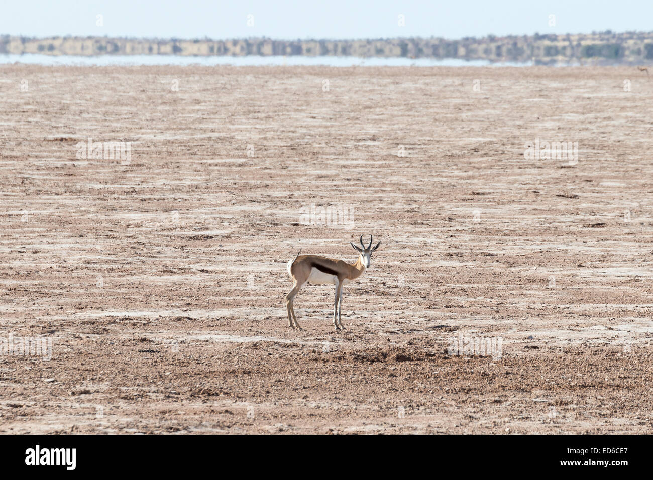 Padella di sale e springbok, deserto di Kalahari, Namibia - miraggio in background Foto Stock