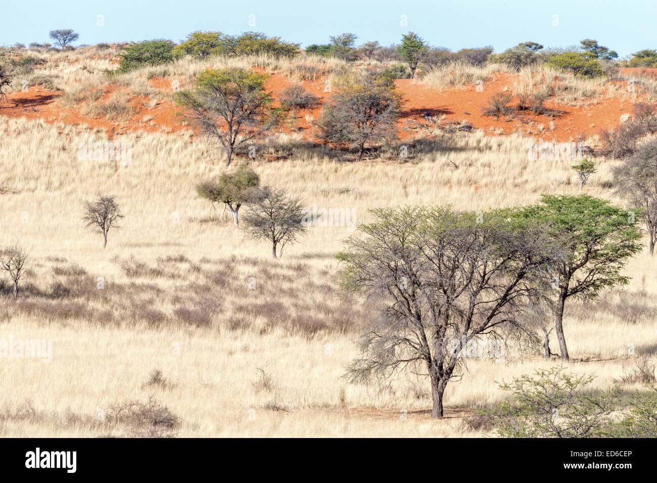 Sabbie rosse, erba e arbusti, deserto di Kalahari, Namibia Foto Stock