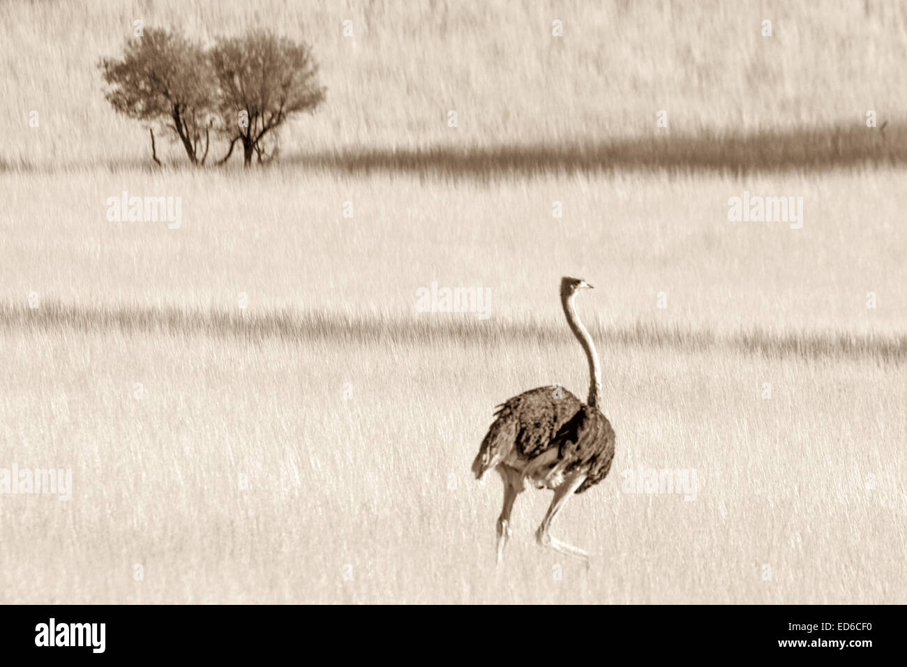 Struzzo femminile che attraversa l'erba, il deserto di Kalahari, la Namibia (seppia) Foto Stock