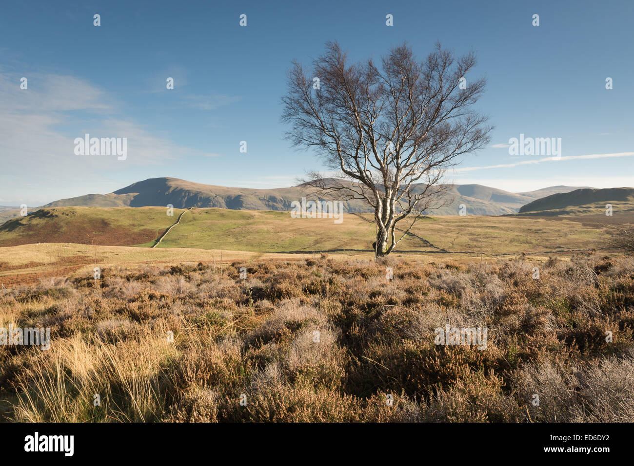 Albero su Walla roccioso, con Clough testa e la Dodds in background, Lake District inglese Foto Stock