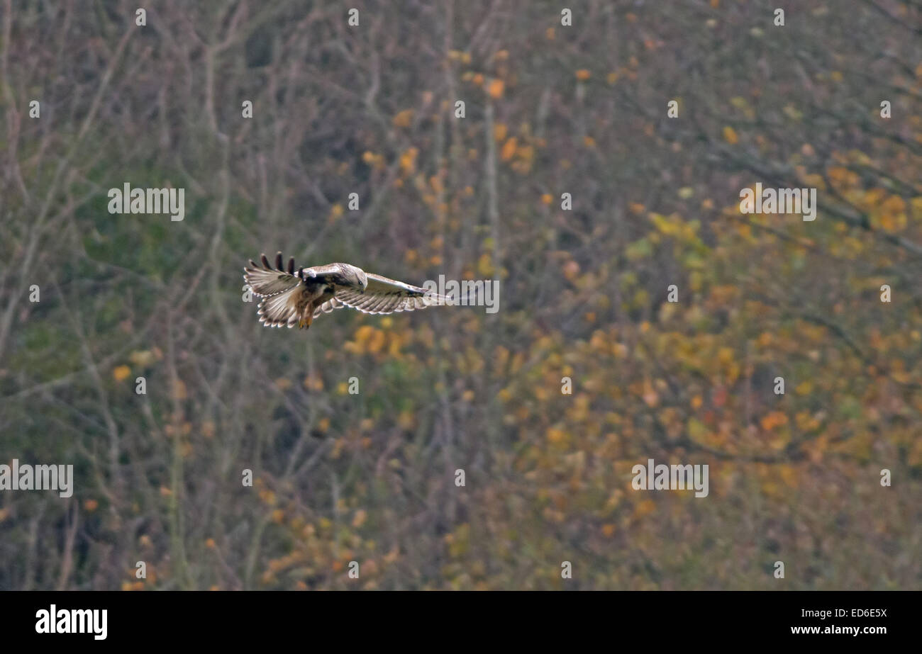 Rough-zampe lagopus Buzzard-Buteo libra. Regno Unito Foto Stock