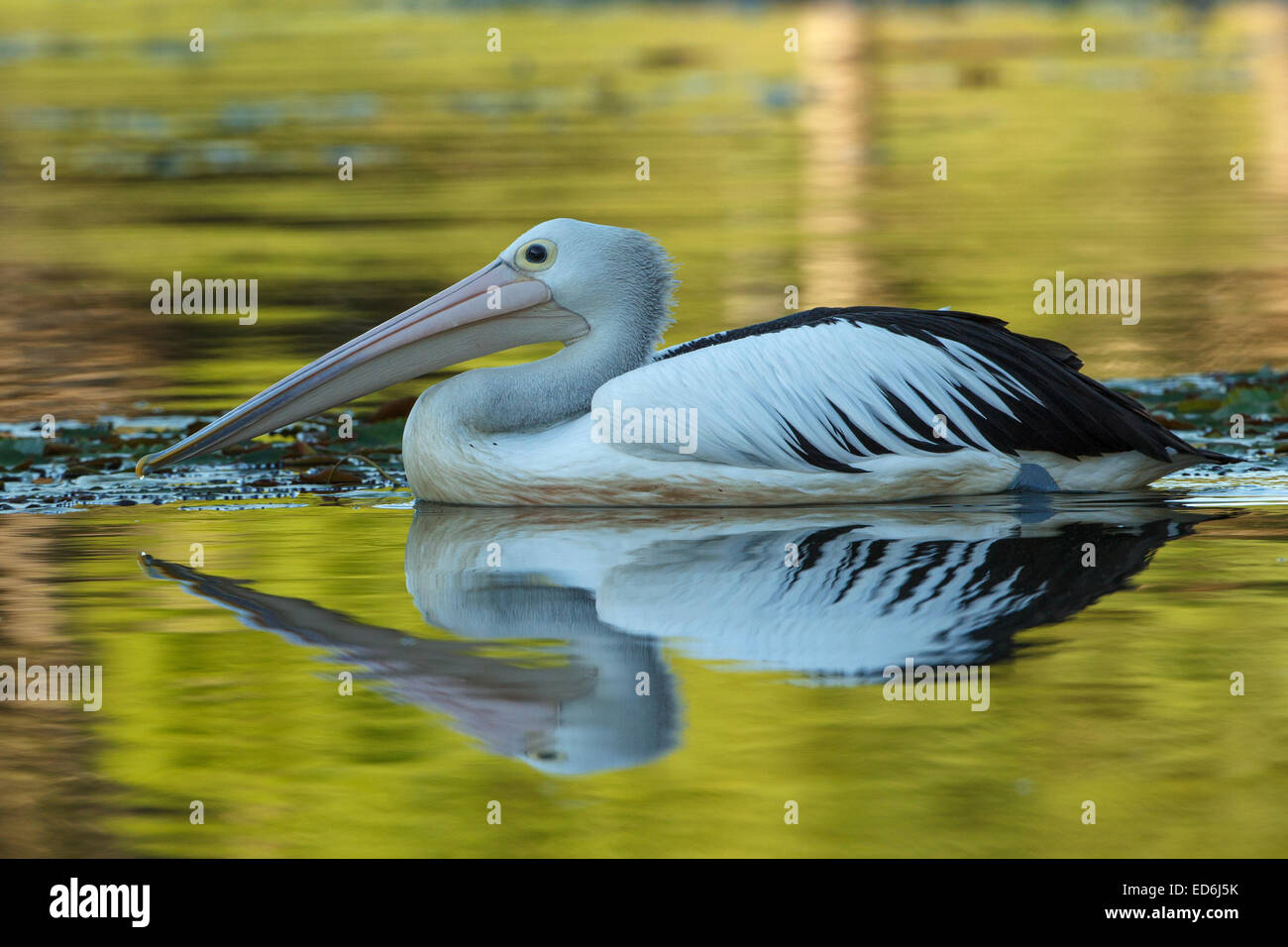 Un australiano pelican fotografato nei sobborghi di Brisbane, Australia. Foto Stock