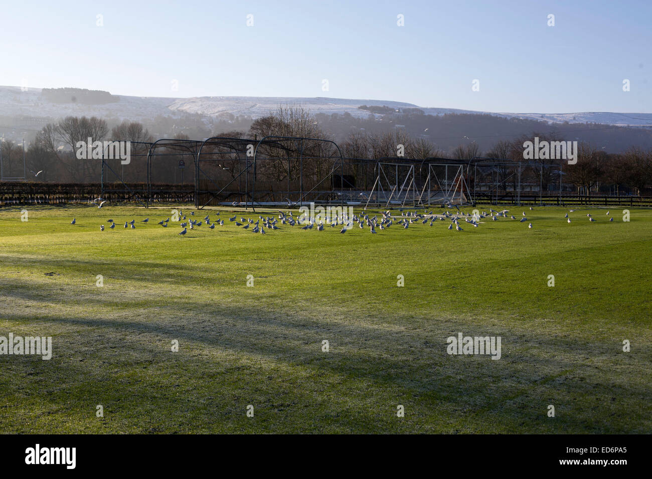 Alimentazione degli uccelli sul campo da cricket inverno Ilkley Moor Foto Stock
