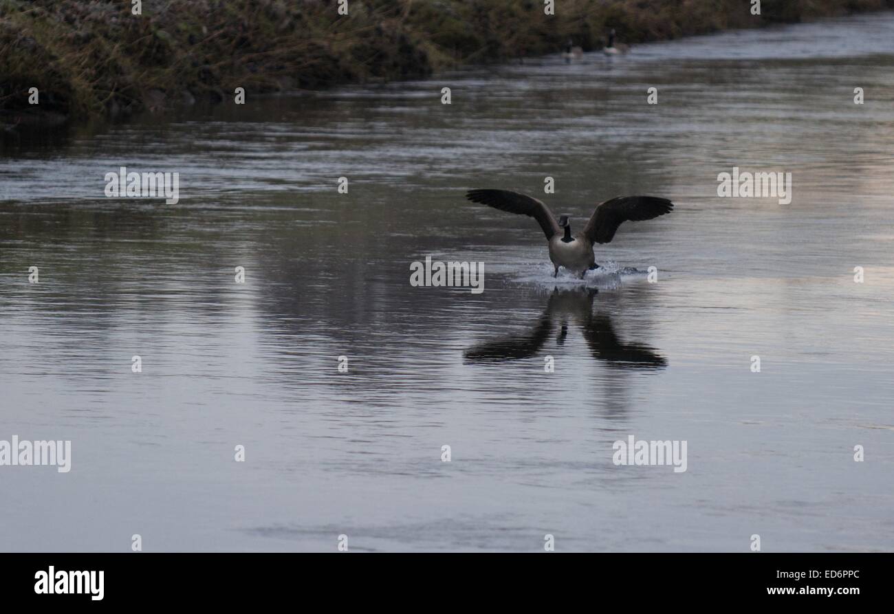 Didsbury, Manchester, Regno Unito. Il 30 dicembre, 2014. Un maschio di germano reale atterra sul fiume Mersey in Didsbury, South Manchester. Meteo REGNO UNITO Manchester UK Credit: Giovanni friggitrice/Alamy Live News Foto Stock