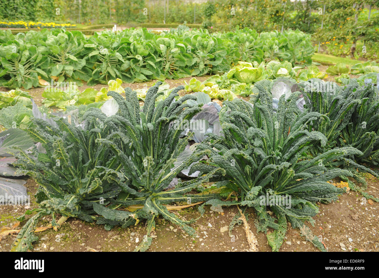 Il nero di Kale toscane (Brassica oleracea) cresce in un Orto a Arlington corte, Barnstaple, Devon, Inghilterra, Regno Unito Foto Stock