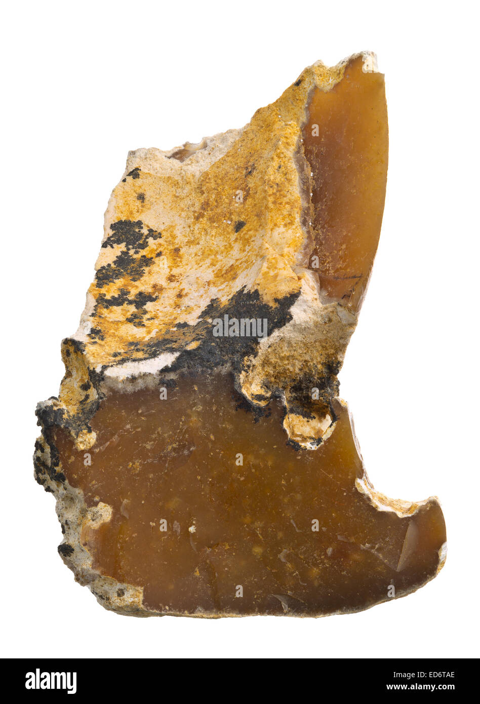 Brown pietra focaia (flinstone, SiO2) modello di calcare Foto Stock
