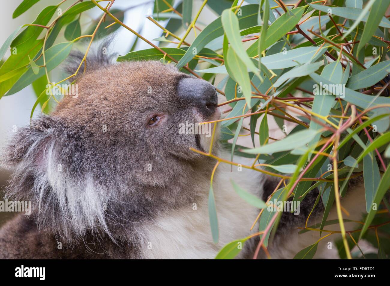 Il Koala alimentare da una gomma tree - 2 Foto Stock