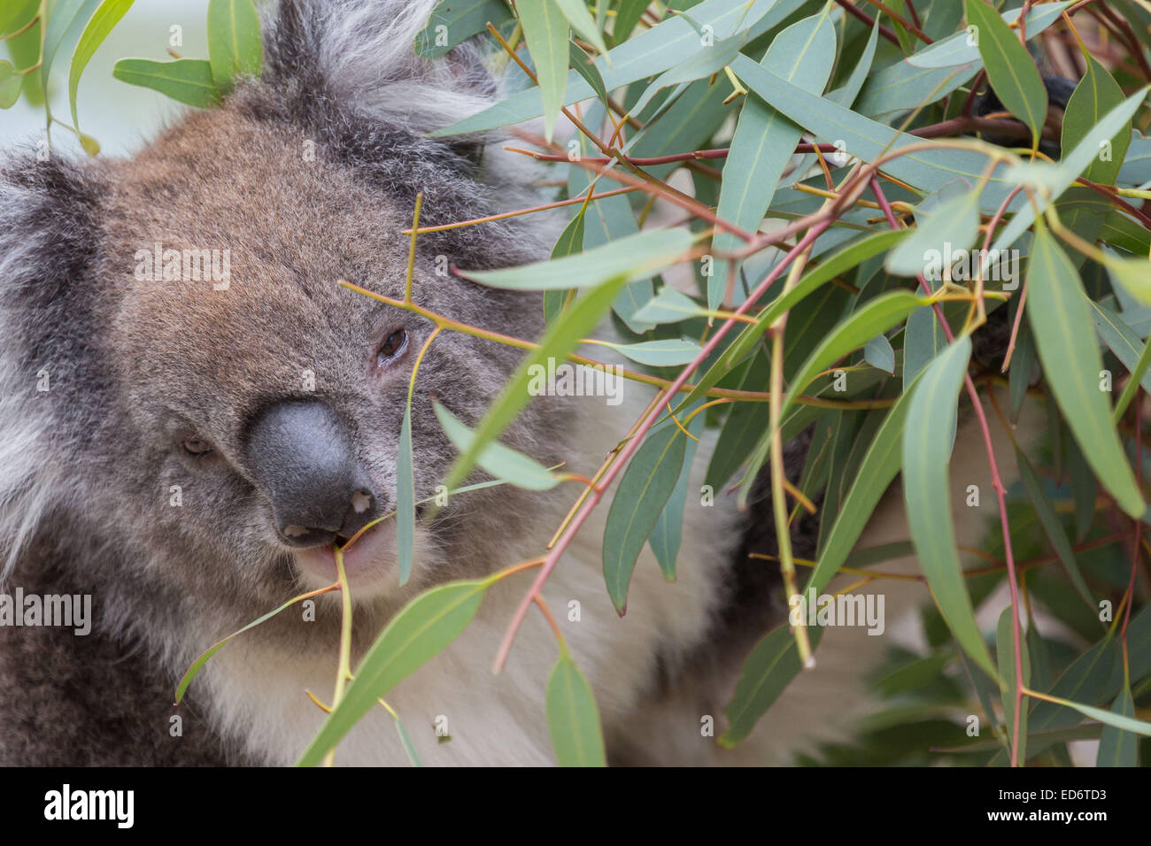 Il Koala alimentare da una gomma tree - 1 Foto Stock