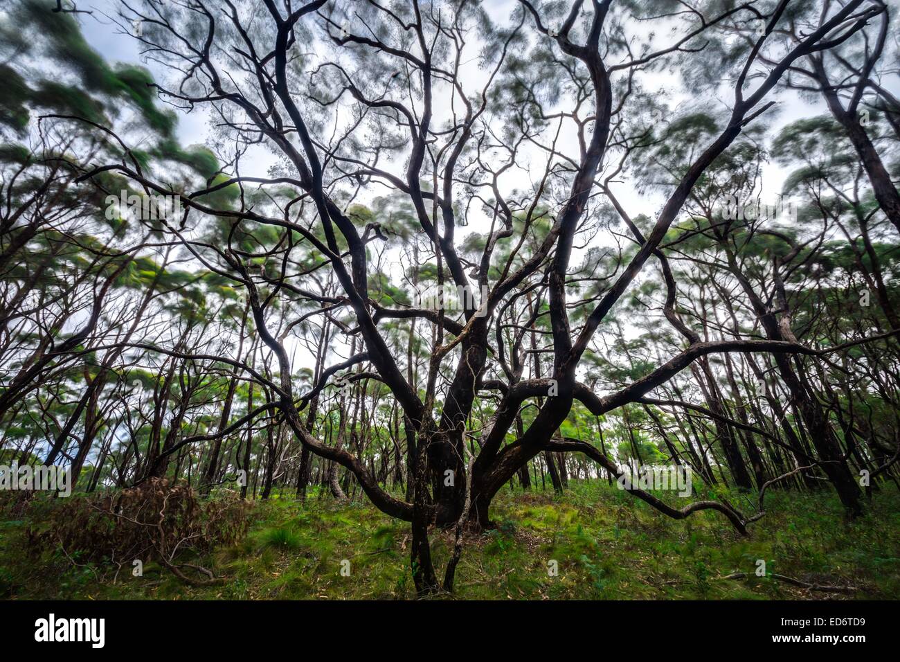 Stopposo-foresta di corteccia Foto Stock