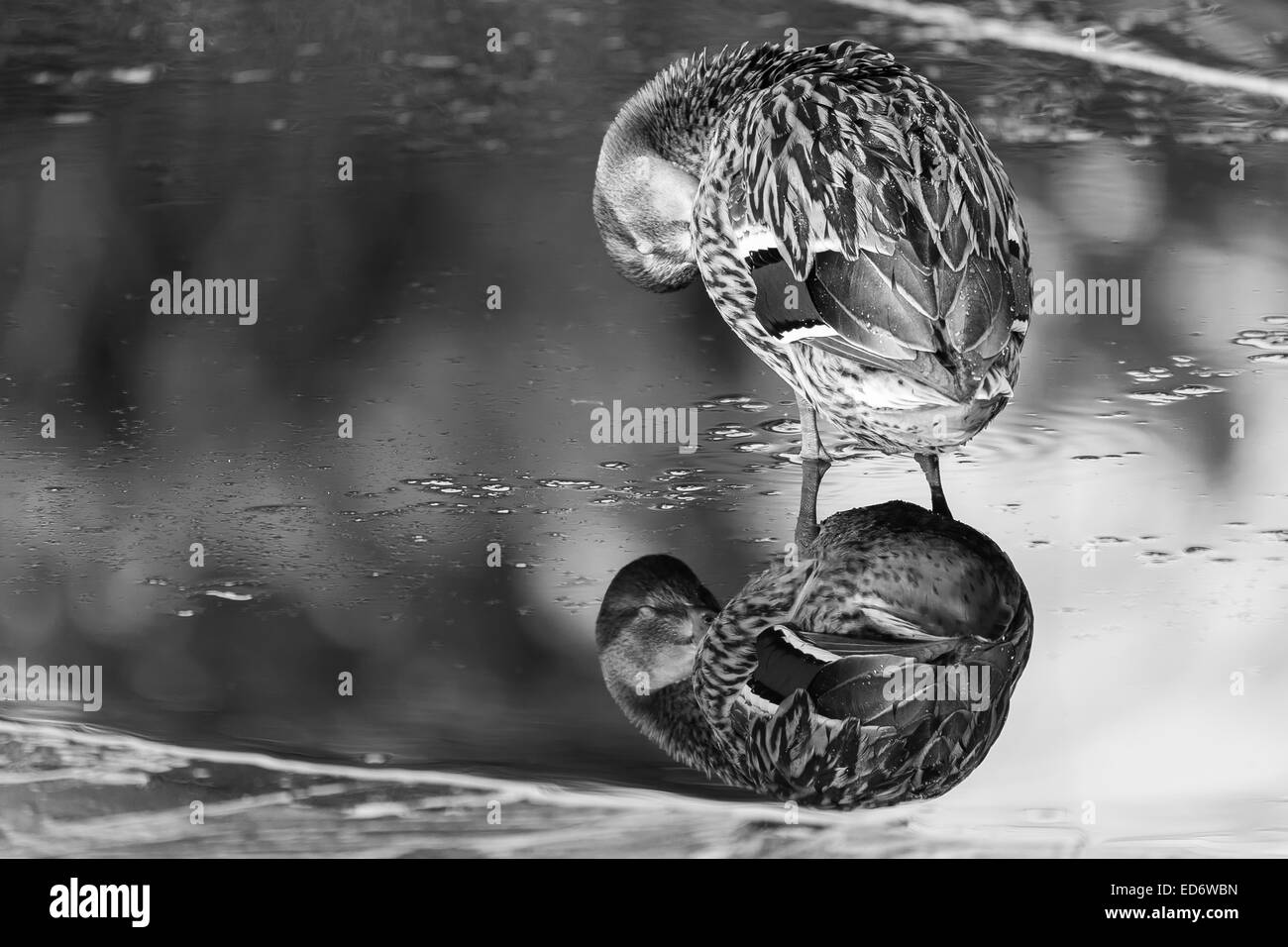 Un Mallard duck in acqua con un ancora perfettamente la riflessione composto come una immagine in bianco e nero girato in Dulwich Park, London, Regno Unito Foto Stock