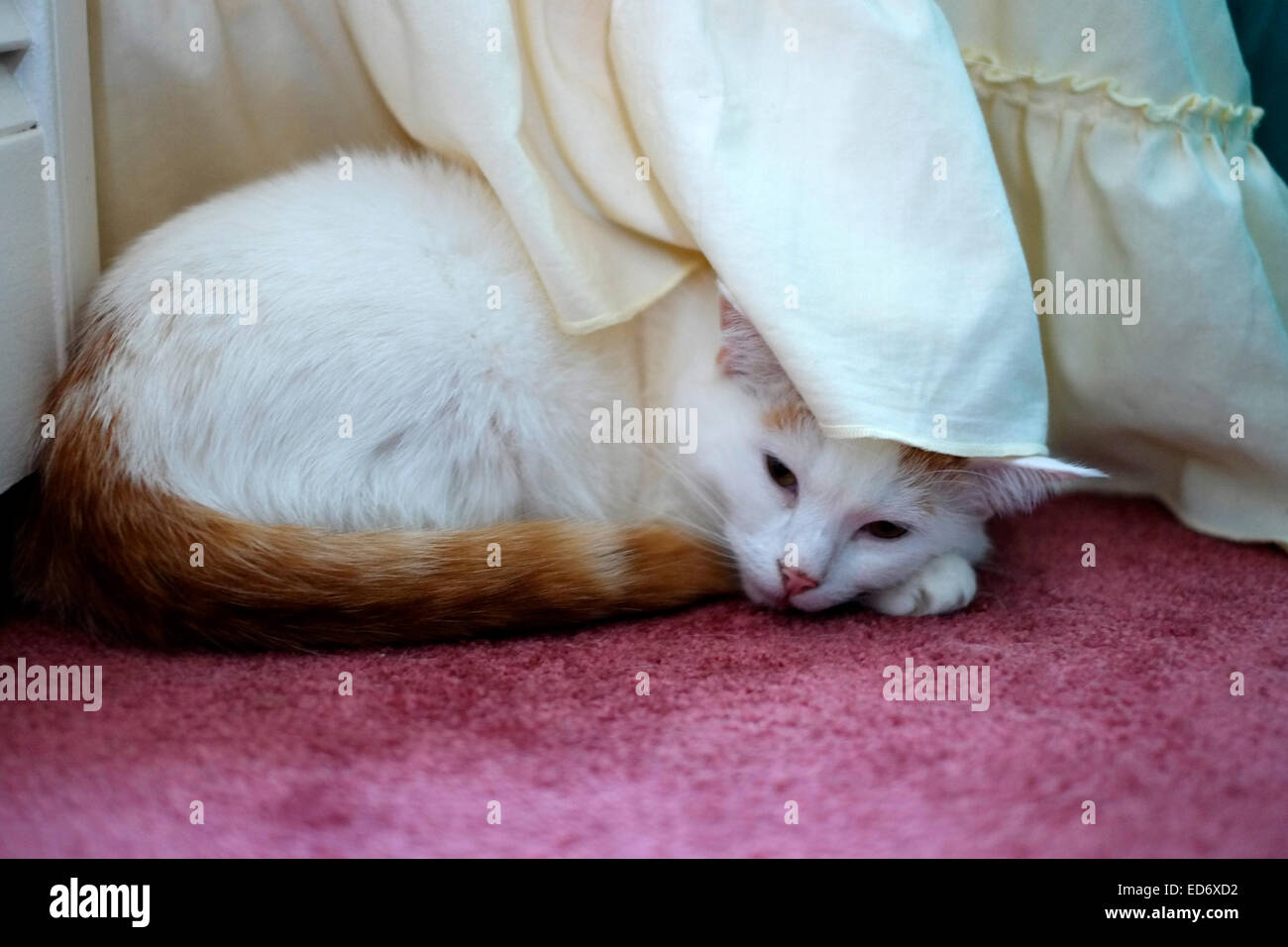 Lo zenzero e il gatto bianco riposo sotto un comodino Foto Stock