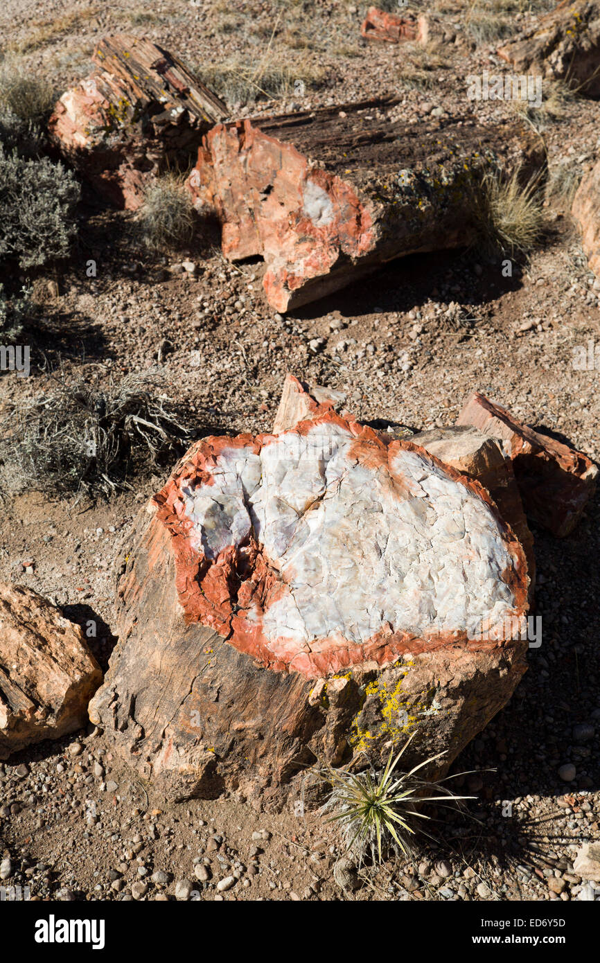 Stati Uniti d'America, Arizona, Parco Nazionale della Foresta Pietrificata, sezione trasversale di legno pietrificato Foto Stock