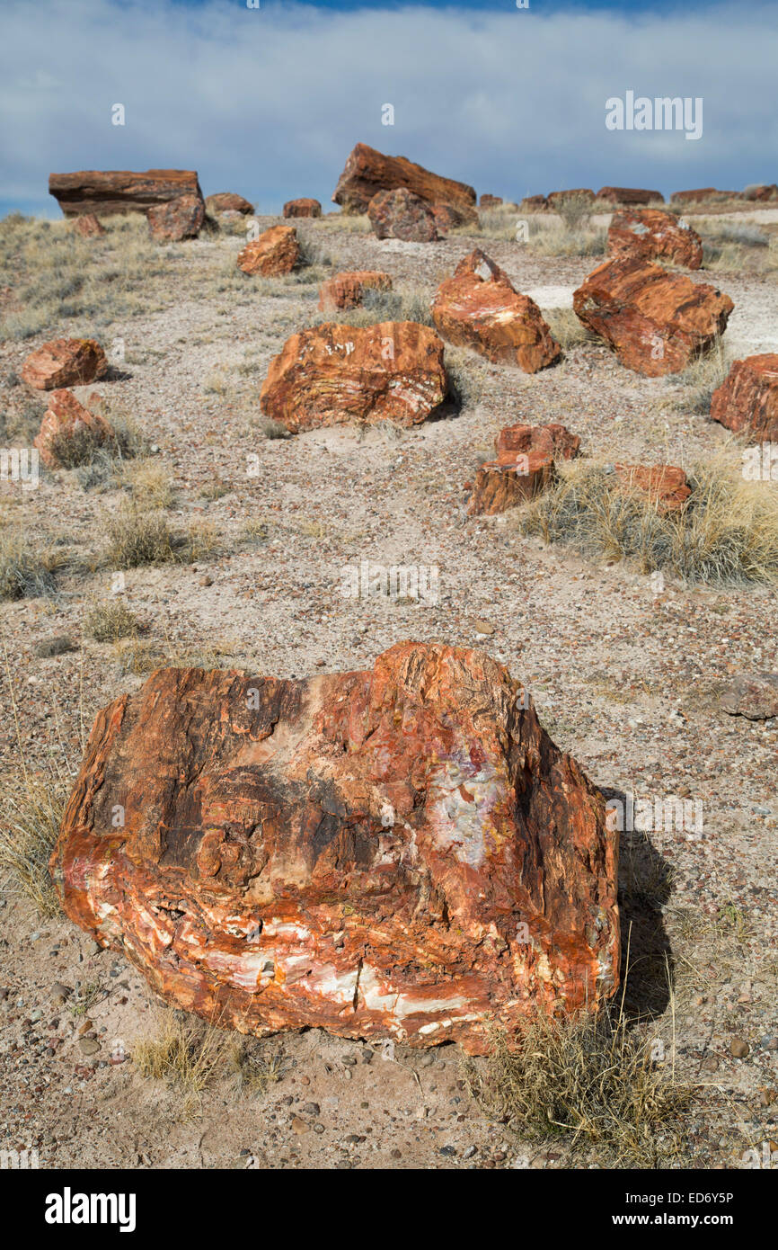 Stati Uniti d'America, Arizona, Parco Nazionale della Foresta Pietrificata, registri pietrificato Foto Stock