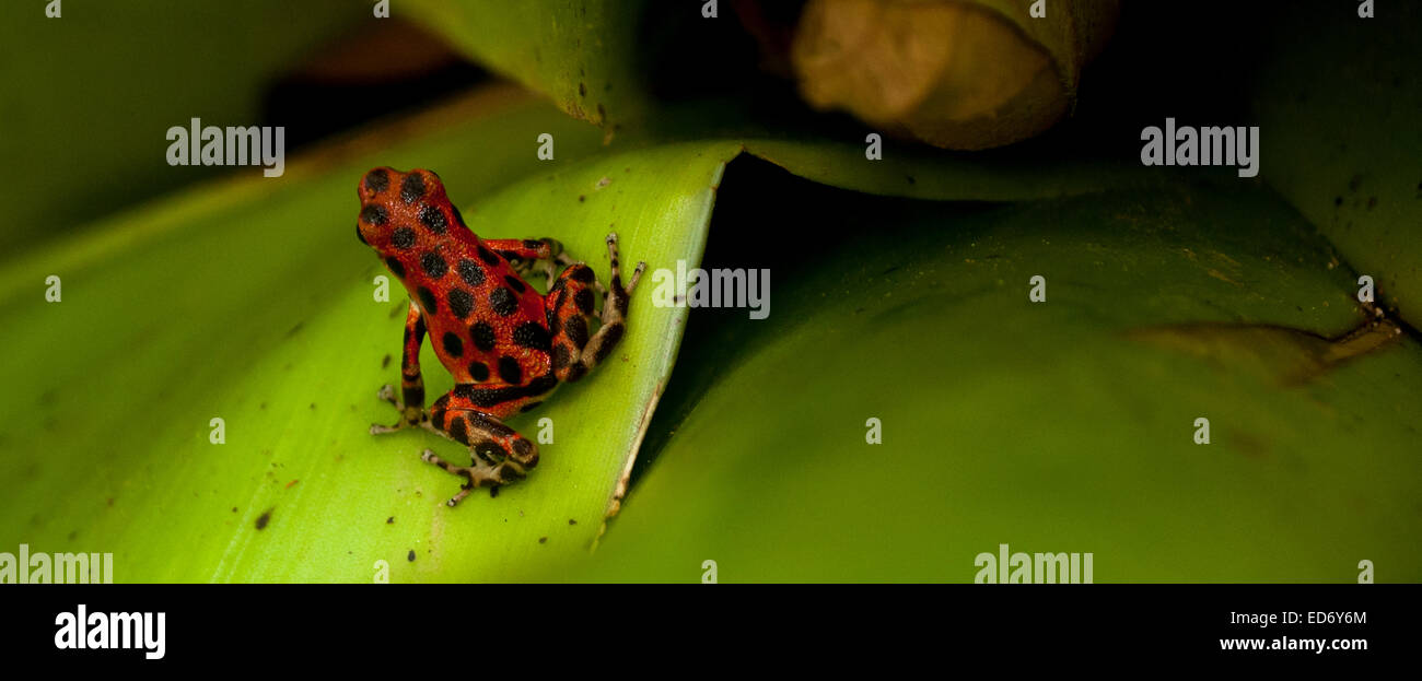 Solo un paio di centimetri di lunghezza, un rosso panamense Dart Frog è pronta per passare dalla sua bromeliad persico. Foto Stock