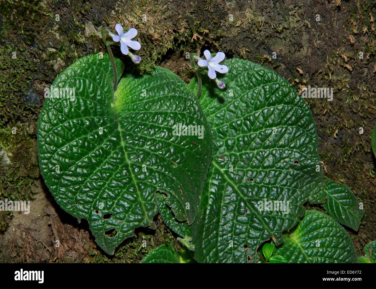 Un African Violet, Streptocarpus polyanthus dracomontanus ssp nelle montagne Drakensberg, Sud Africa Foto Stock