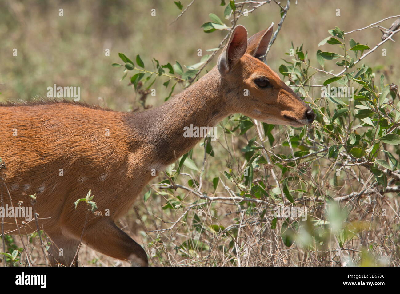 Femmina, Bushbuck Tragelaphus scriptus nel Parco Nazionale di Kruger, Sud Africa Foto Stock