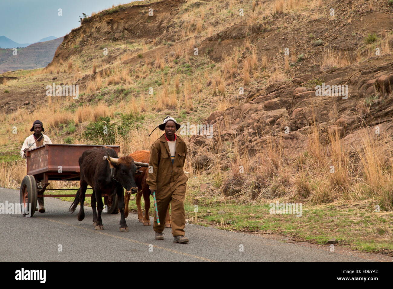 Ox-cart sulla strada vicino a Moteng; montagne Drakensberg, Lesotho Foto Stock
