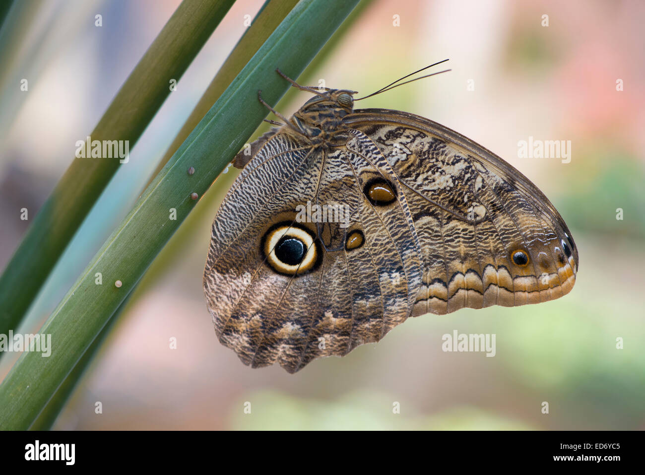 Foresta di Gufo gigante (Caligo eurilochus), deposizione delle uova, prigionieri Emsland, Bassa Sassonia, Germania Foto Stock