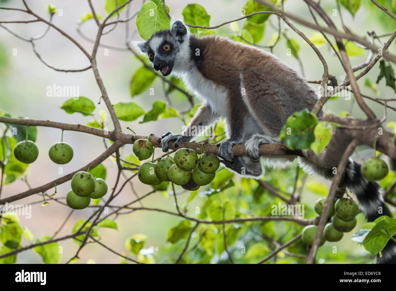 Anello-tailed Lemur (Lemur catta), su albero con frutti, Madagascar Foto Stock